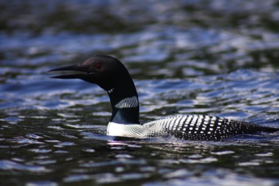 loon